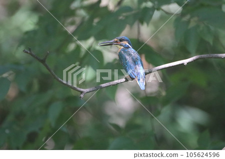夏毛翠鳥 夏毛翠鳥 105624596