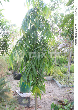 Monoon longifolium tree plant on farm Monoon longifolium tree plant on farm 105624710