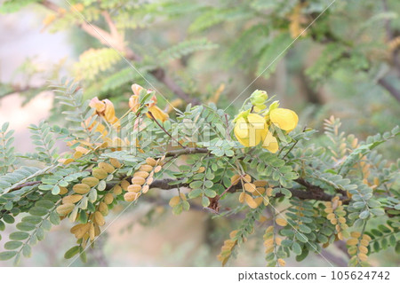 Cassia biflora flower plant on farm 105624742