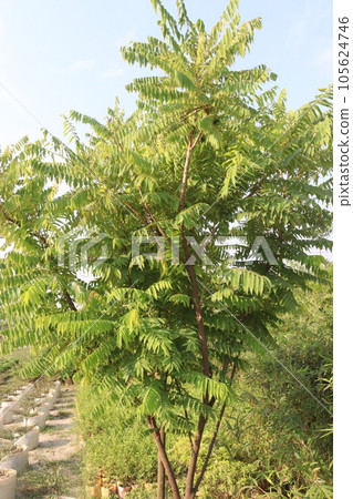 Averrhoa bilimbi leaf with tree for harvest 105624746