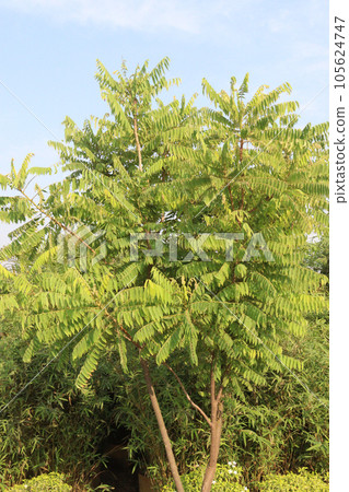 Averrhoa bilimbi leaf with tree for harvest 105624747
