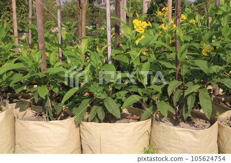 Tecoma stans flower plant on farm Tecoma stans flower plant on farm 105624754