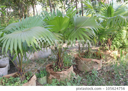 Livistona chinensis tree plant on farm Livistona chinensis tree plant on farm 105624756