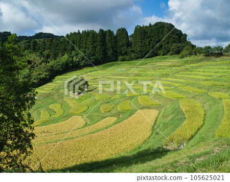 Oyama Senjita in the summer 105625021