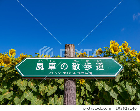從風車長廊看到的向日葵花田和藍天【千葉縣柏市曙山農業公園】 從風車長廊看到的向日葵花田和藍天【千葉縣柏市曙山農業公園】 105625146