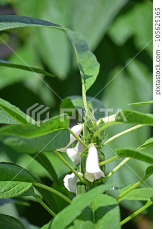 Sesame flower and fruit Sesame flower and fruit 105625165