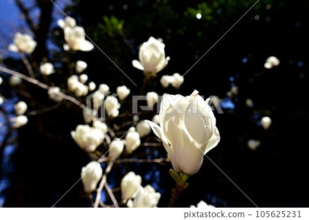 Magnolia 105625231