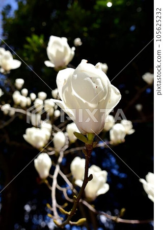 Magnolia Magnolia 105625232