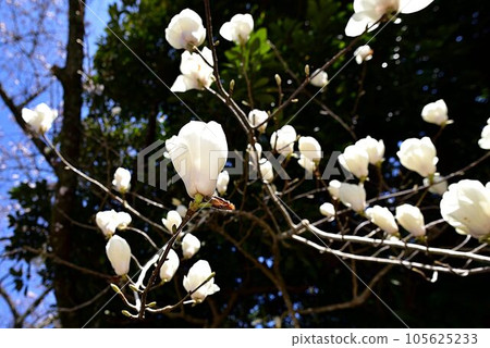 Magnolia 105625233