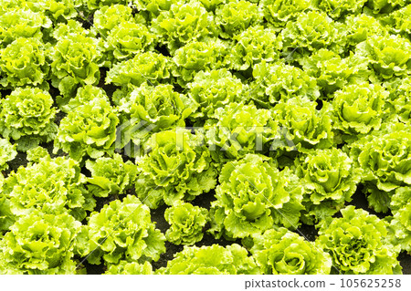Fresh Fushan lettuce is soon to be harvested in the farmland of Taiwan. 105625258