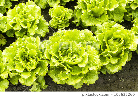 Fresh Fushan lettuce is soon to be harvested in the farmland of Taiwan. 105625260
