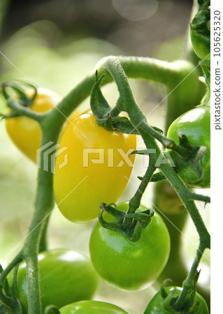 Photographing tomatoes that have begun to ripen in Otobe, Hokkaido in summer 105625320