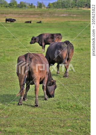 Ranch scenery, Japanese beef 105625822