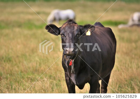 Ranch scenery, Japanese beef 105625829