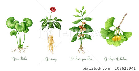Medicinal herb set watercolor illustration. Hand drawn vintage style medical plants. Ginseng, gotu kola, ashwagandha, ginkgo biloba healthcare plants collection. Isolated on white background 105625941