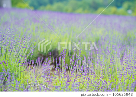 Landscape with lavender fields Landscape with lavender fields 105625948