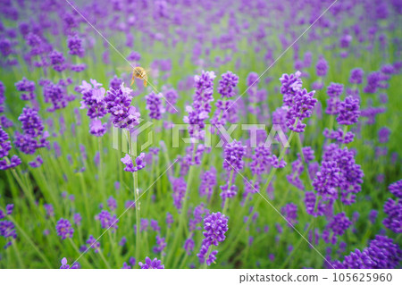A bee collecting nectar in a lavender field 105625960