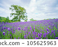Spreading lavender hill 105625963