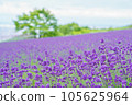Beautiful lavender fields in Hokkaido 105625964