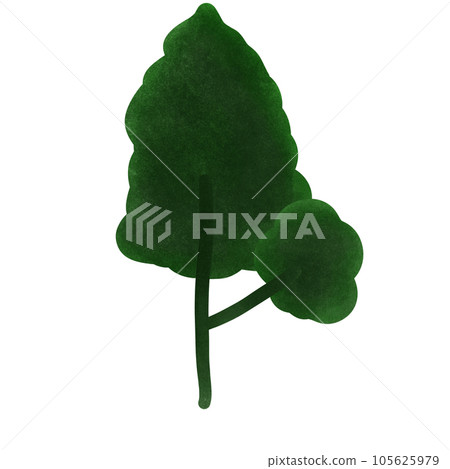 watercolor green leaf of palm tree isolated 105625979