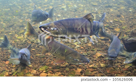 千歲河鮭魚（北海道千歲市） 105626006