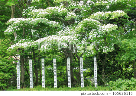 神奈川縣箱根鎮箱根植物園入口處山茱萸盛開 105626115