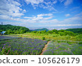 Hokkaido Horomi Pass Lavender Garden 105626179