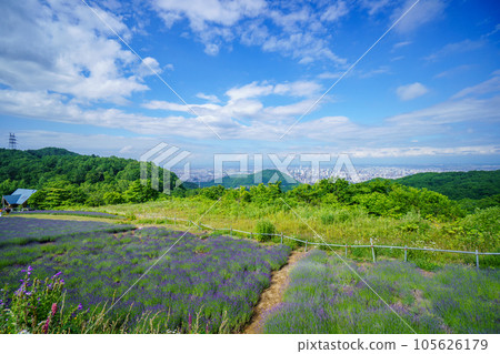 Hokkaido Horomi Pass Lavender Garden Hokkaido Horomi Pass Lavender Garden 105626179