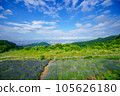Hokkaido Horomi Pass Lavender Garden 105626180