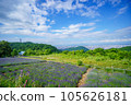 Hokkaido Horomi Pass Lavender Garden 105626181