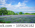 Hokkaido Horomi Pass Lavender Garden 105626182