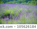 Beautiful lavender 105626184