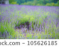 Beautiful lavender 105626185