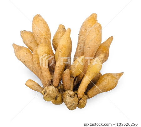 Kaempferia herb isolated on white background Kaempferia herb isolated on white background 105626250