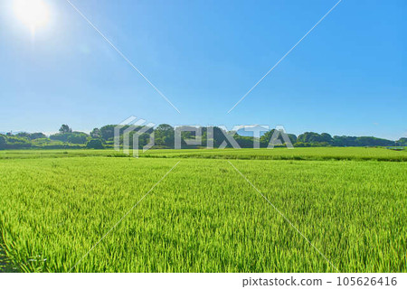 八月的筑波夏天 105626416