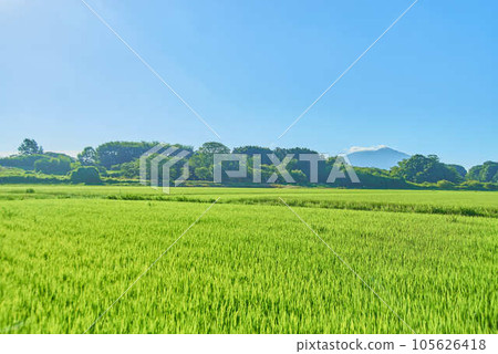 八月的筑波夏天 105626418