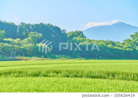 八月的筑波夏天 105626419