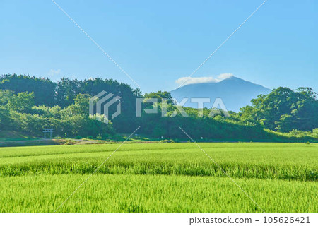 八月的筑波夏天 105626421