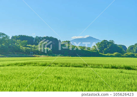 八月的筑波夏天 105626423