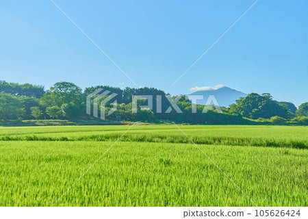 八月的筑波夏天 105626424