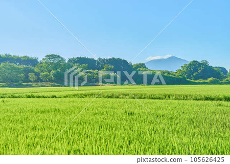 八月的筑波夏天 八月的筑波夏天 105626425
