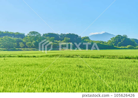 八月的筑波夏天 105626426