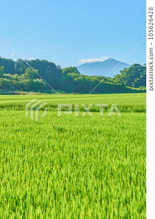 八月的筑波夏天 八月的筑波夏天 105626428
