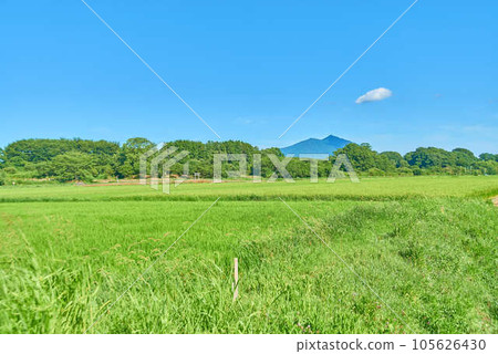 八月的筑波夏天 105626430