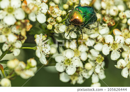 Beetle May rose Cetonia aurata on white thorn flowers 105626444