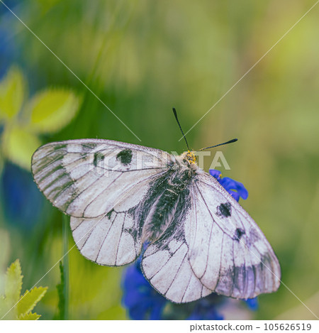 Clouded Apollo butterfly Parnassius mnemosyne in a flowery meadow. Butterfly head in yellow pollen Clouded Apollo butterfly Parnassius mnemosyne in a flowery meadow. Butterfly head in yellow pollen 105626519