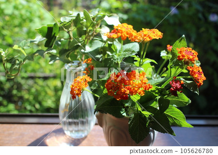 凸窗上生長的馬纓丹和常春藤被修剪 105626780