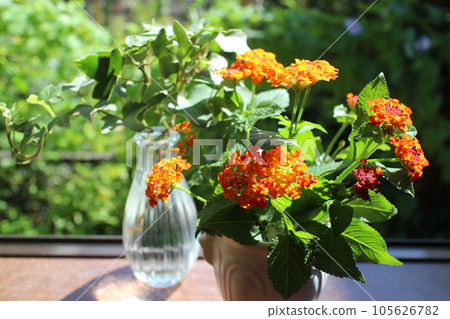 在窗台上種植修剪的馬纓丹 105626782