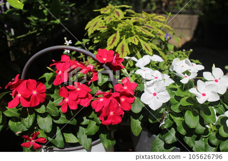 一碗紅長春花和白長春花 一碗紅長春花和白長春花 105626796