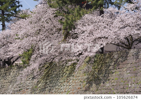 Cherry blossoms blooming on the stone walls of the Fukui Castle ruins 105626874